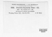 Puccinia seymeriae image